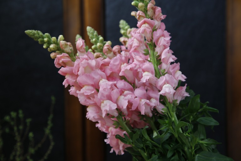 キンギョソウ/スナップドラゴン　’レジェピンク’　やや青みを感じるピンク