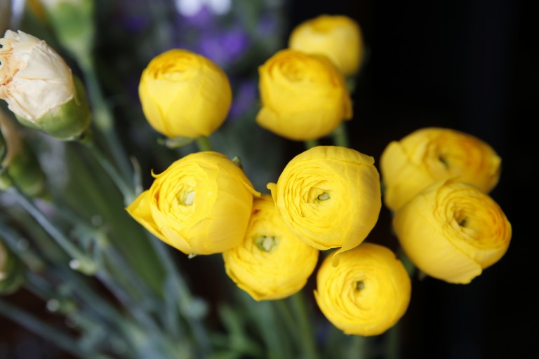 ラナンキュラス　'ユズテマリ'　黄色