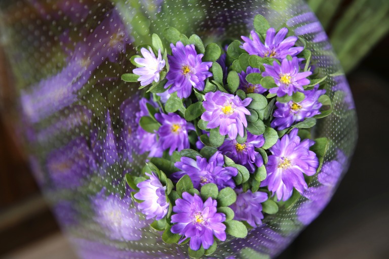 姫アスター　’ステラトップブルー'