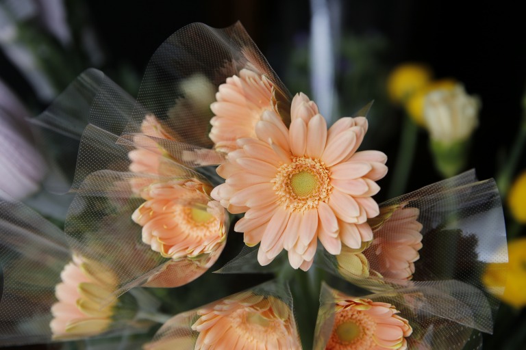 ガーベラ　'ミノウ'　優しいシャーベットオレンジ