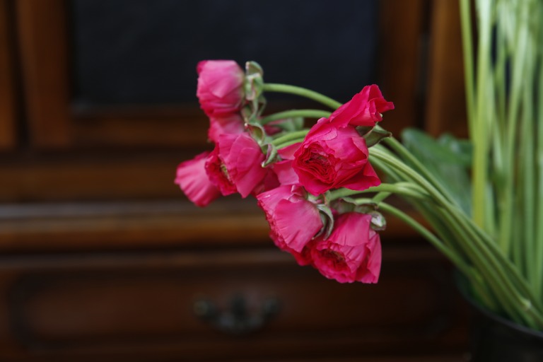 ラナンキュラス　’エトルタ’　ディープピンク