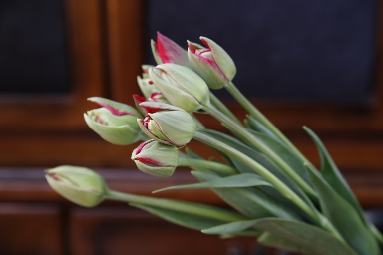 チューリップ　’スカーレットヴェロナ’　赤