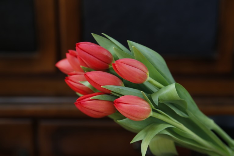 チューリップ　’ホットスポット’　オレンジかかった赤