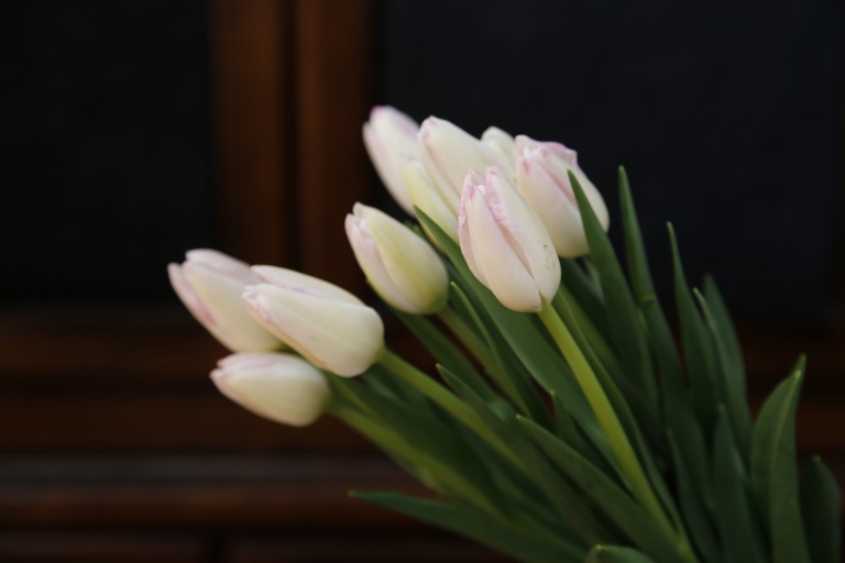 チューリップ　'ファーストクラス'　白地にうっすらピンク