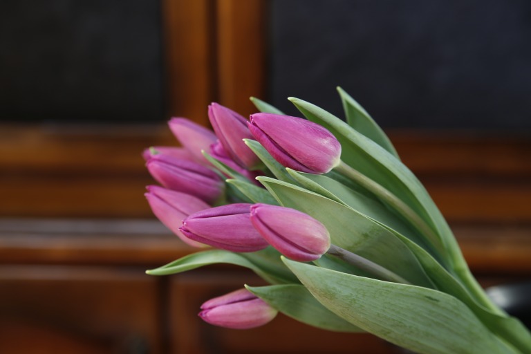 チューリップ　'パープルフラッグ'　紫色