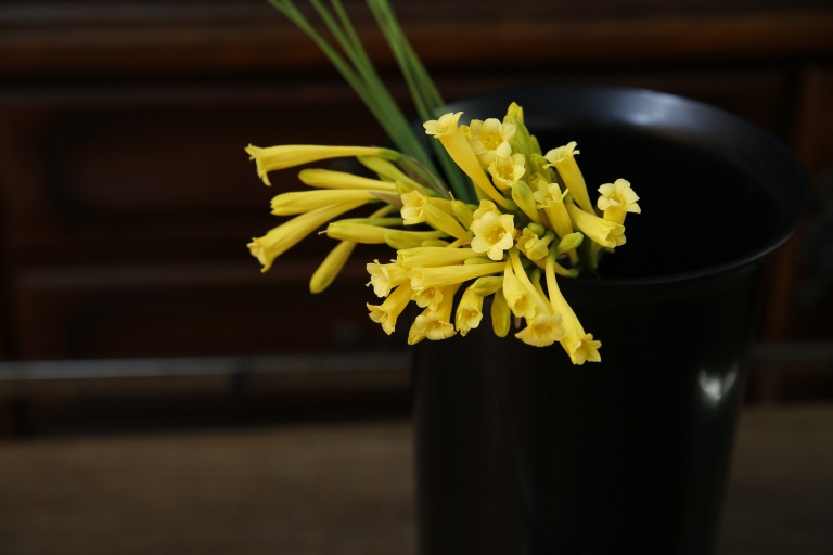 キルタンサス　黄色