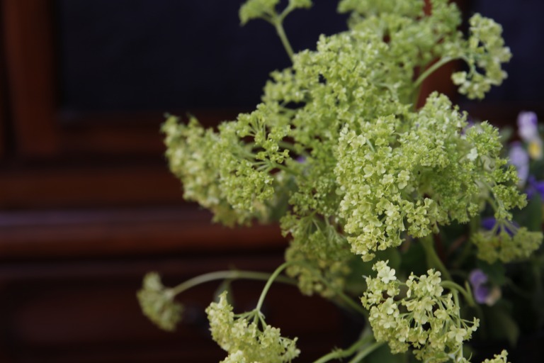 セイヨウテマリカンボク/ビバーナム・スノーボール　ライムグリーン