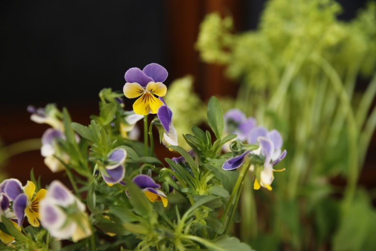 ビオラ　フロレット上部は薄いパープル、下部は黄色のバイカラー