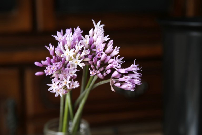 ツルバキア フレグランス　ピンク