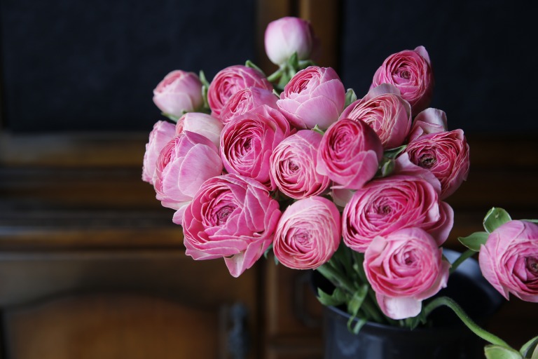 ラナンキュラス　'タソス'　ピンク