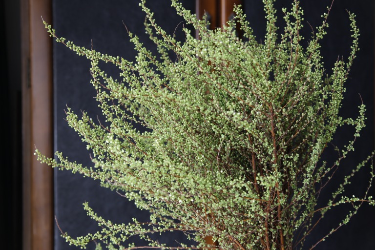 ユキヤナギ　'小雪'