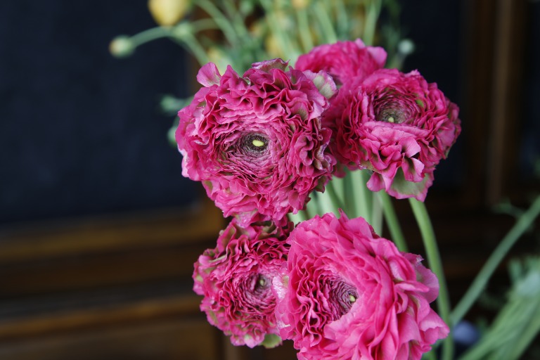 ラナンキュラス　ポンポン咲き　ピンク