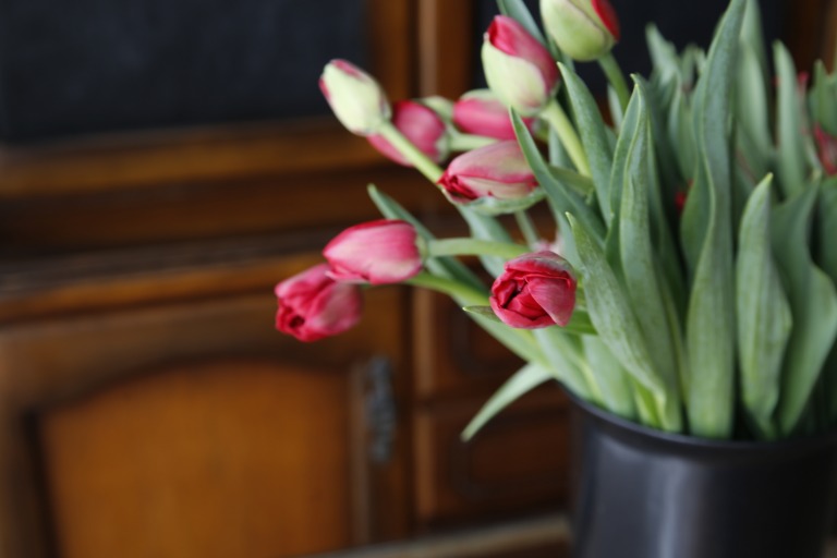 チューリップ　'エルデアムール'　赤