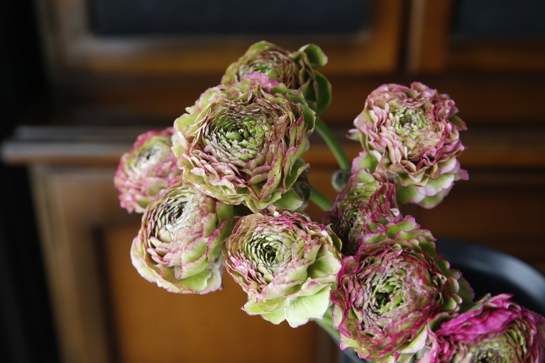 ラナンキュラス　ポンポン咲き　くすんだ緑と濃いピンクの複色