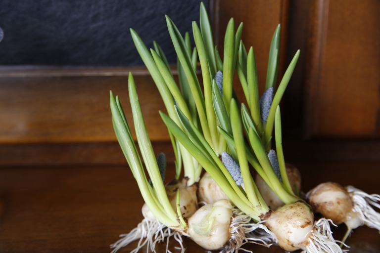 ムスカリ　'ビッグスマイル' 水色　球根付き