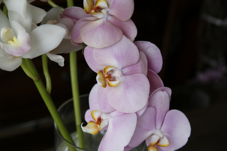 ファレノプシス/胡蝶蘭　ミディタイプ　薄ピンク