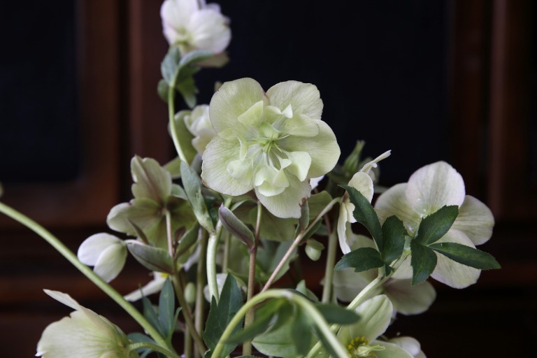 ヘラボレス/ヘレボラス　オリエンタリス　白