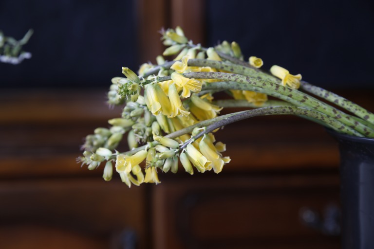 ラケナリア / ラシュナリア　アロイデス　　'オーロラ'　黄色