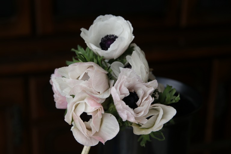 アネモネ　'レバンテビアンコ'　中心は深いナス紺色、花びらは白や薄いピンクなどの複色