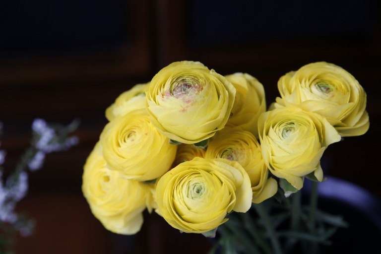 ラナンキュラス　'キティラ'　黄色