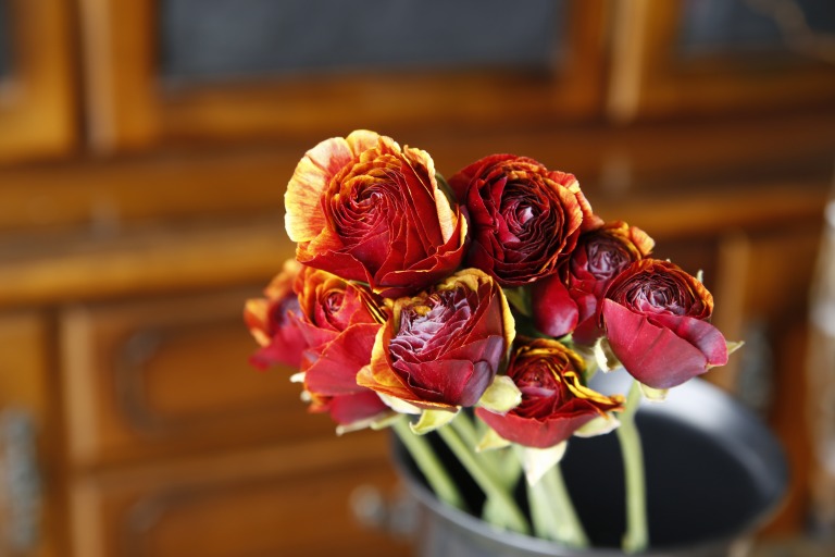 ラナンキュラス　'マジェスティ'  オレンジかかった強い赤