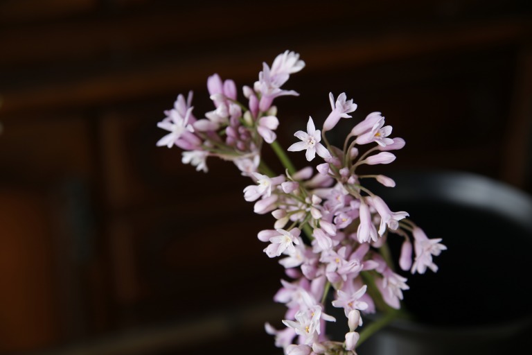 ツルバキア フレグランス　薄ピンク