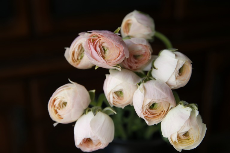 ラナンキュラス　'花手毬' 　薄いピーチ