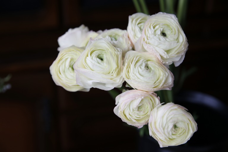 ラナンキュラス　'竜宮美織'　白地にうっすらとピンクの複色　フリンジ咲き