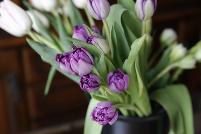 チューリップ　'ブルーダイアモンド'　紫色