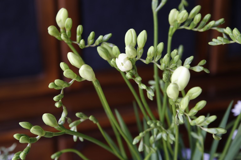 フリージア　'アンバサダー'　白