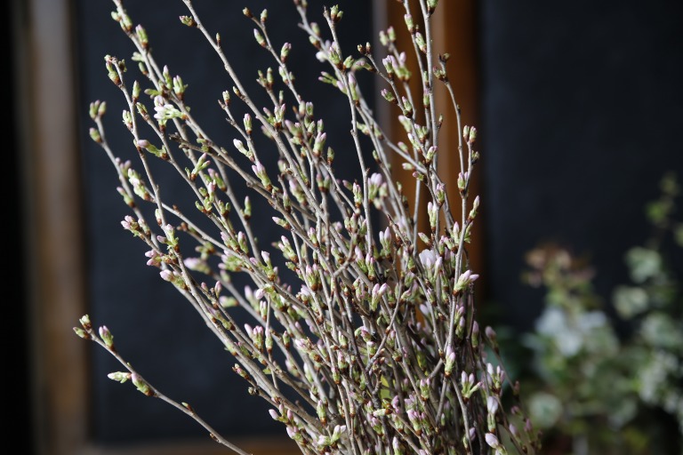 ヒガンサクラ　彼岸桜