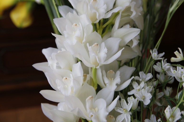 シンピジューム　'カクテル'　白