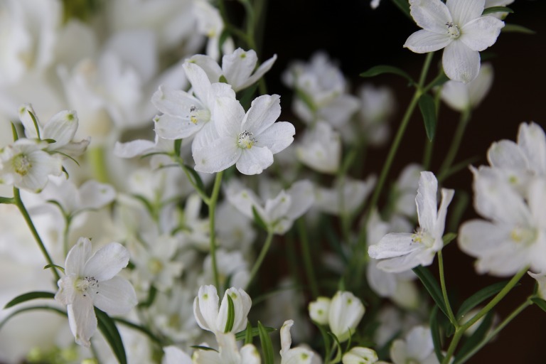 デルフィニウム　’シルキーホワイト’　スプレータイプ　白