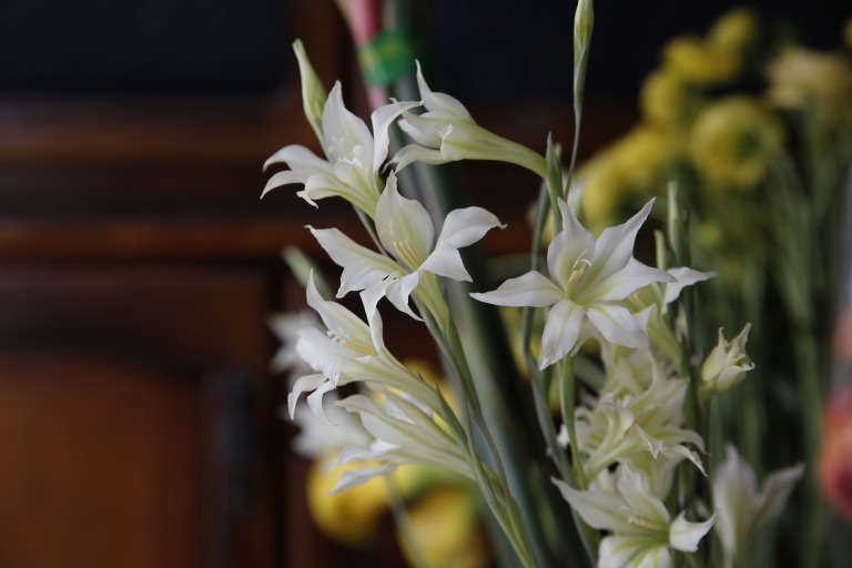 グラジオラス トリスティス　薄いライムグリーン