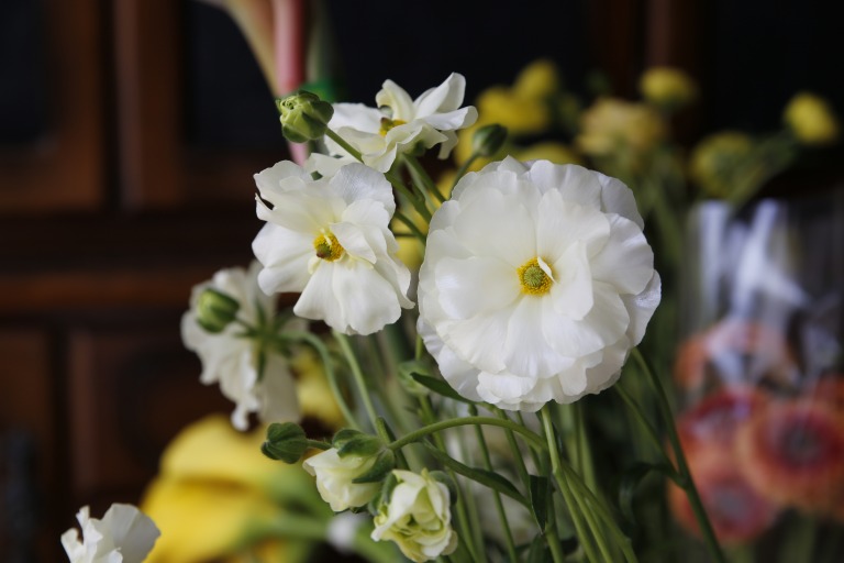 ラナンキュラス　'ラックス　グレーシス'