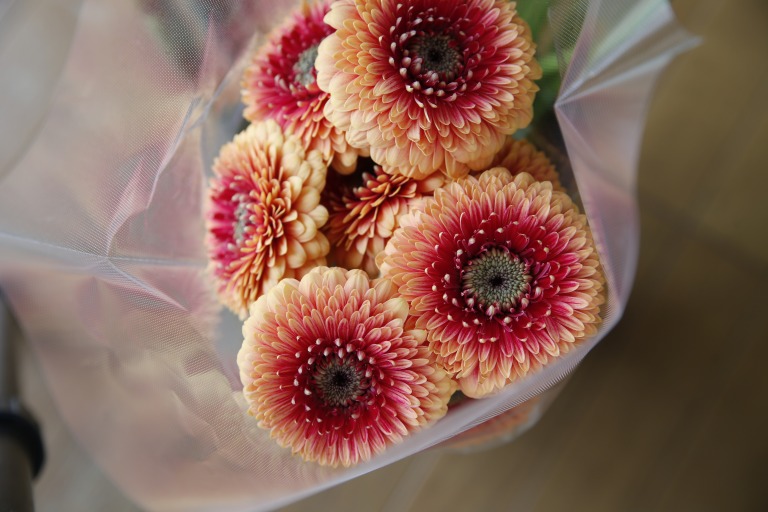 ガーベラ　'ビーカー'　濃淡オレンジの複色