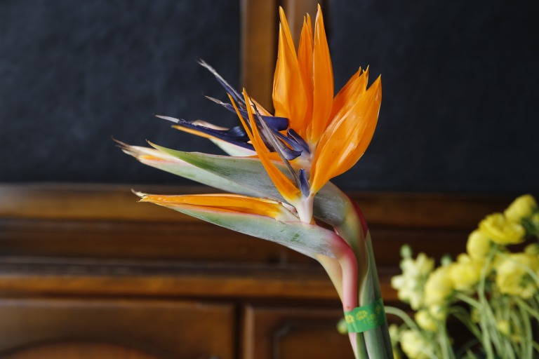 ストレリチア　レギネ　極楽鳥花　オレンジの冠