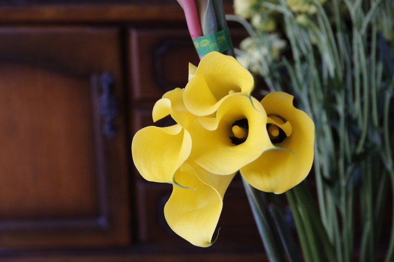 カラー　'レオ'　黄色