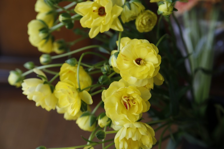 ラナンキュラス　'ラックス　ピュロタス'　強いレモンイエロー