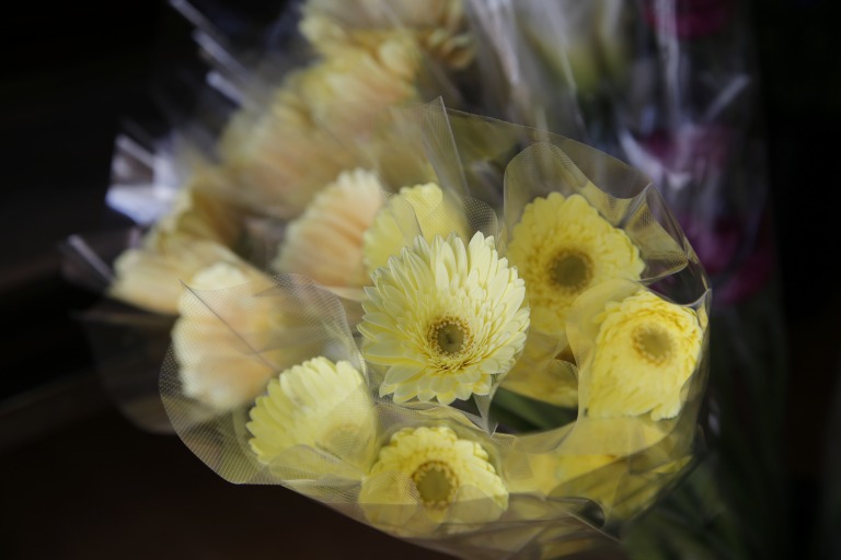 ガーベラ　'レモンライム'　レモン色を薄くした黄色