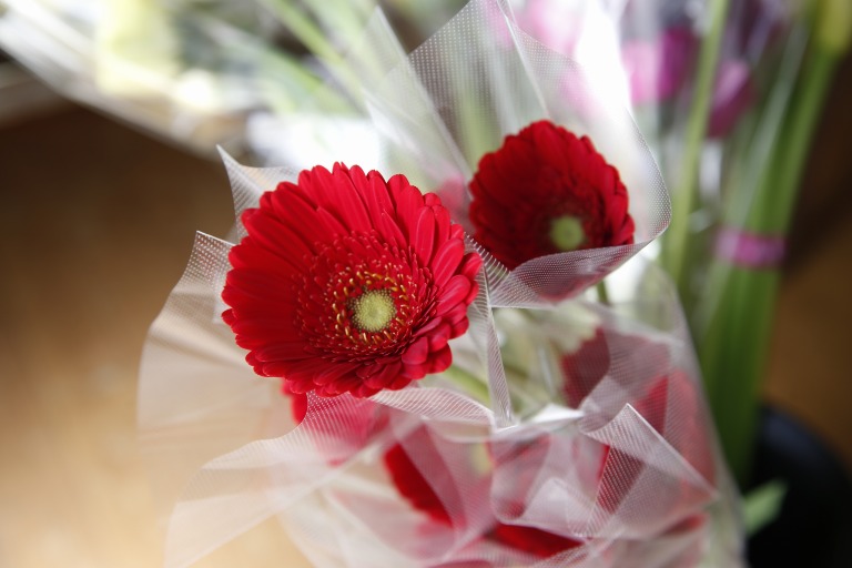 ガーベラ　'フェニックス' 　赤　中芯グリーン