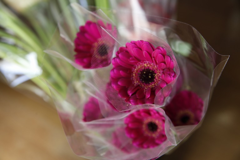 ガーベラ　'サファイア'　ワインレッド　中芯黒