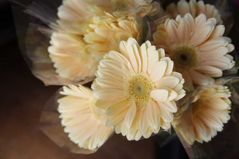 ガーベラ　'マンムット' 薄いクリーム