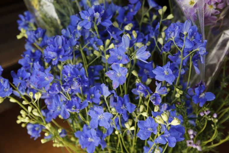 デルフィニウム　'グランブルー'　スプレータイプ　青