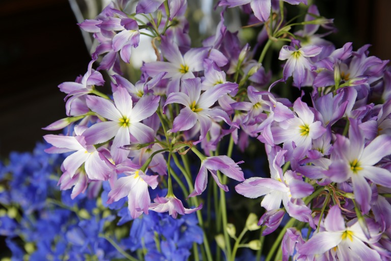 リューココリネ　コキンペンシス　薄紫色