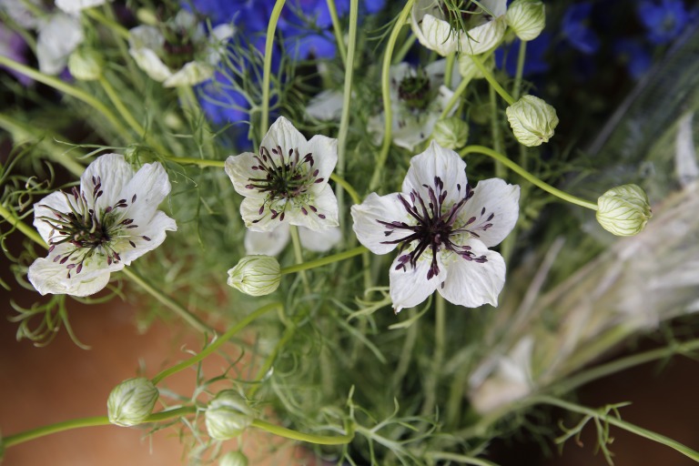 ニゲラ　パピローサ　'アフリカンブライド'　白地に蕊は濃い紫