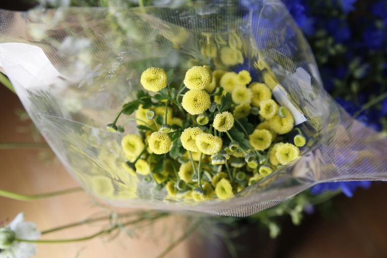 マトリカリア　イエローベグモ