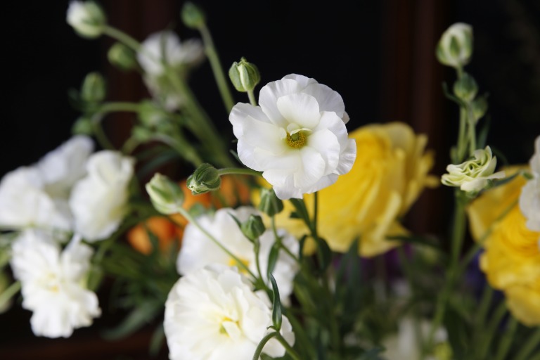 ラナンキュラス　'ラックス　グレーシス'