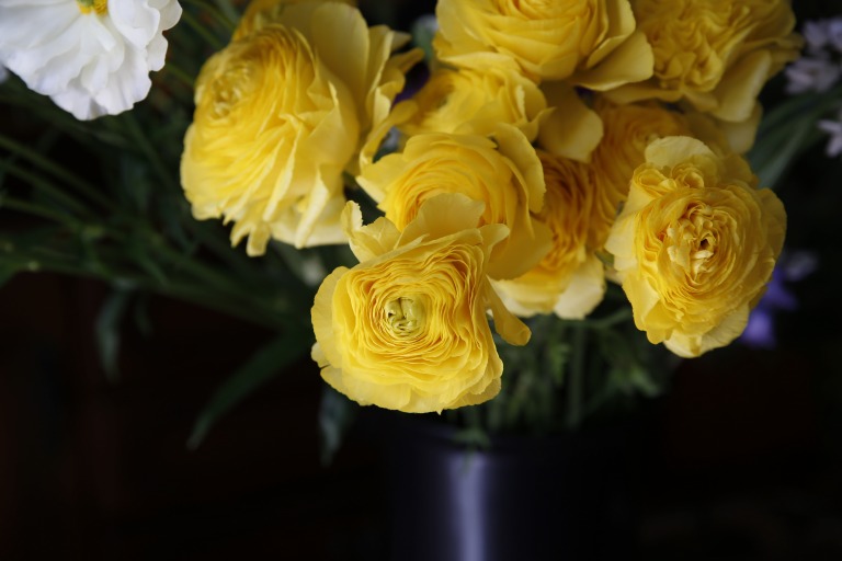 ラナンキュラス　'サントロペ'　黄色