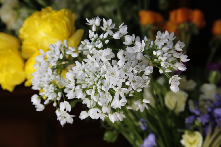 アリウム　コワニー